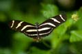 026 Zebra-Falter - Heliconius charitonius